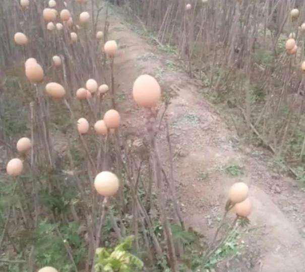 ‘BJL平台集团’中国平安位列《财富》世界500强第21位 全球金融企业第2位(图2) BJL平台